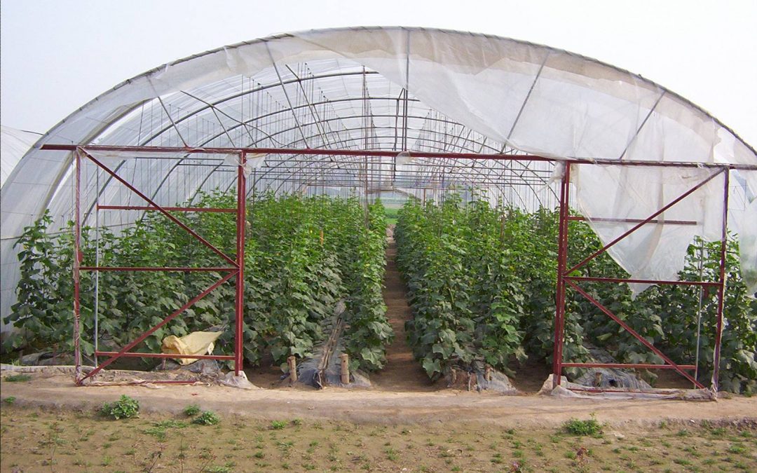 Tunnel Farming